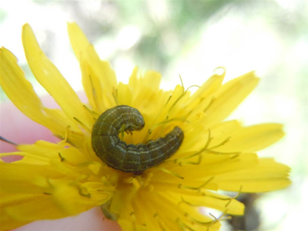 Bruco da identificare